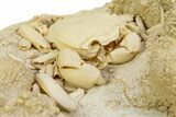 Fossil Crab (Potamon) Preserved in Travertine - Turkey #350886-4